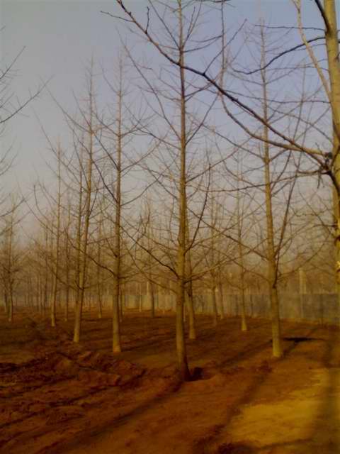冬天实拍银杏树图片(图1)